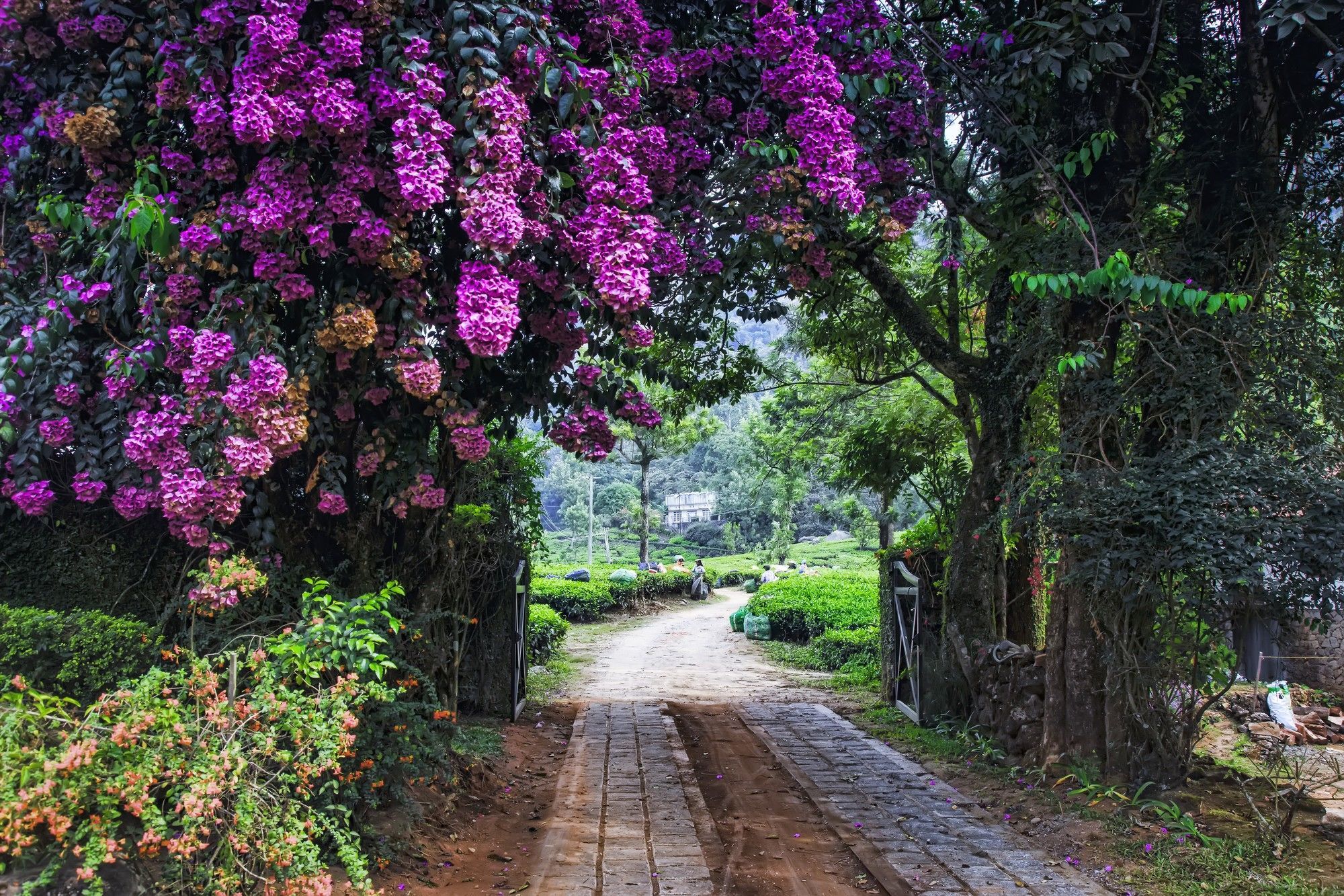 Windermere Estate Munnar Exterior foto